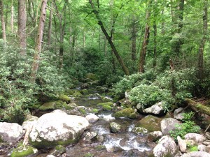 Otter Creek Tributary on Maddron Bald Trail
