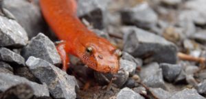 salamander in GSMNP