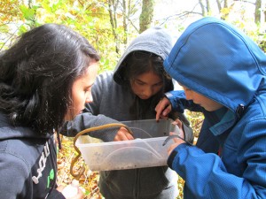 students examine insects