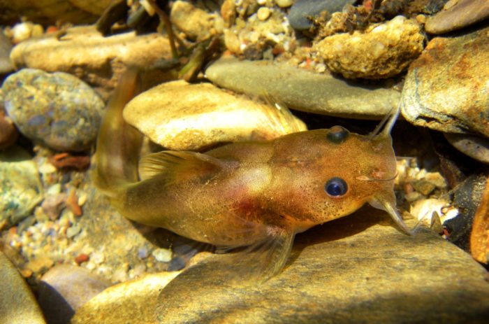 The Smoky madtom, an endangered species in GSMNP.