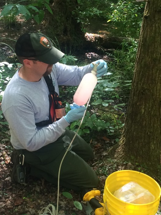 Jason W. treating a hemlock tree