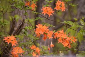 flame azalea