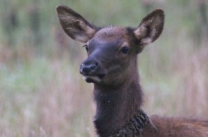 elk calf in GSMNP