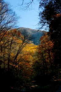 Straight Fork Road view