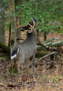 deer in holly - photo by Faye Sykes