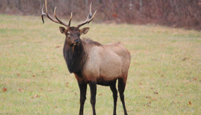 Cataloochee Bull Elk