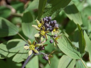 Cohosh