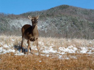 Deer on a snowy day in Cades Cove, Great Smoky Mountains National Park. Photo by Julie Dodd