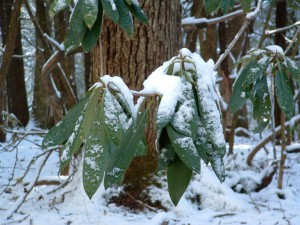 Rhododendron in snow, Cades Cove, Great Smoky Mountains National Park. Photo by Julie Dodd