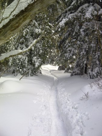 Snowy Trail near Old Black