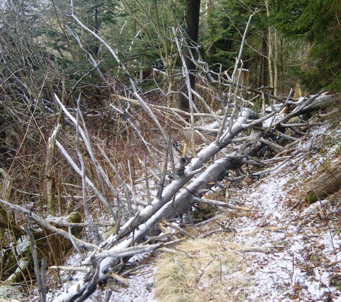 Tree blowdown near Hughes Ridge, Smoky Mountains - by Billy Jones