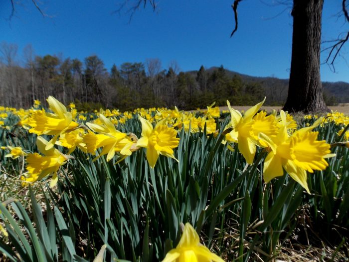 Daffodils close up in Cades Cove, Smoky Mountains - Photo by Genia Stadler