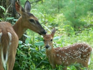 Doe and Fawn by Genia Stadler