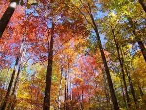 Autumn Tree Canopy by Genia Stadler
