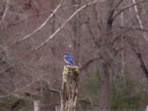Genia's Bluebird