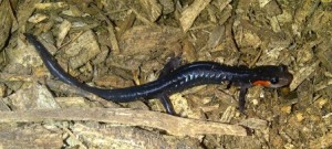 Jordan's Salamander by Appallachian Trail Ridgerunner Billy Jones