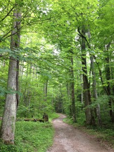 Maddron Bald Trail, Great Smoky Mountains National Park