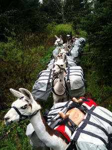 llama pack team on Trillium Gap Trail