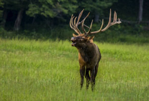 Bull elk, Jon Phillips