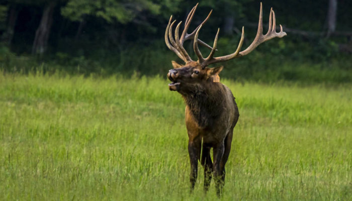Bull elk, Jon Phillips