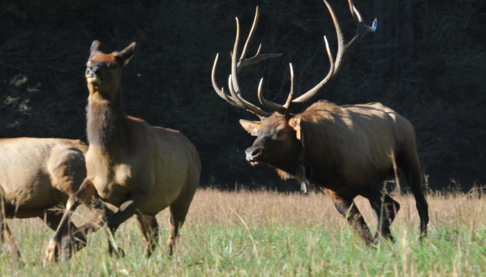 Elk, G N Price Photography