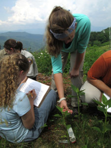 students examine leaves for ozone damage