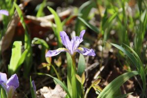 Wildflowers - Crested Dwarf Iris