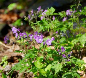 wildflowers - Purple Phacelia - Photo by Linda Spangler