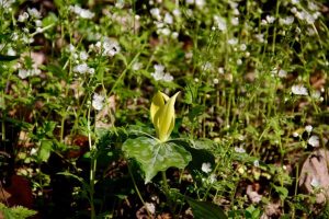 Wildflowers - Yellow Trillium