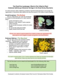 invasive plants guide