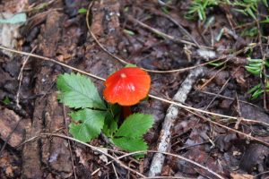mushroom - photo by Linda Spangler