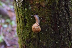 snail - photo by Linda Spangler