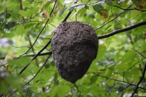 hornet nest - photo by Linda Spangler