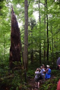 old-growth poplar on Albright Loop - photo by Linda Spangler