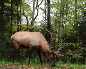 GSMNP elk - photo by Linda Spangler