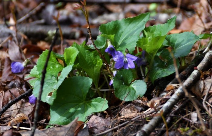 Violet on Porters Creek Trail