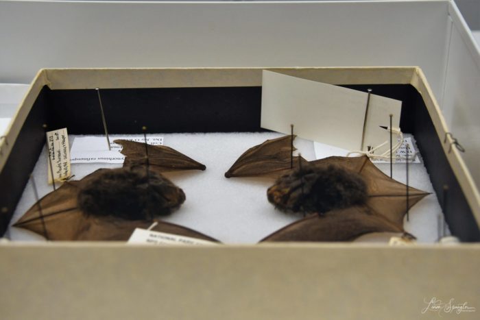 GSMNP bats in natural history specimen collection