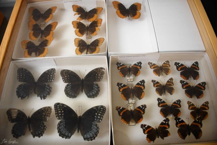 GSMNP butterflies in natural history specimen collection