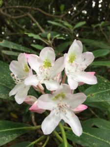 GSMNP wildflower