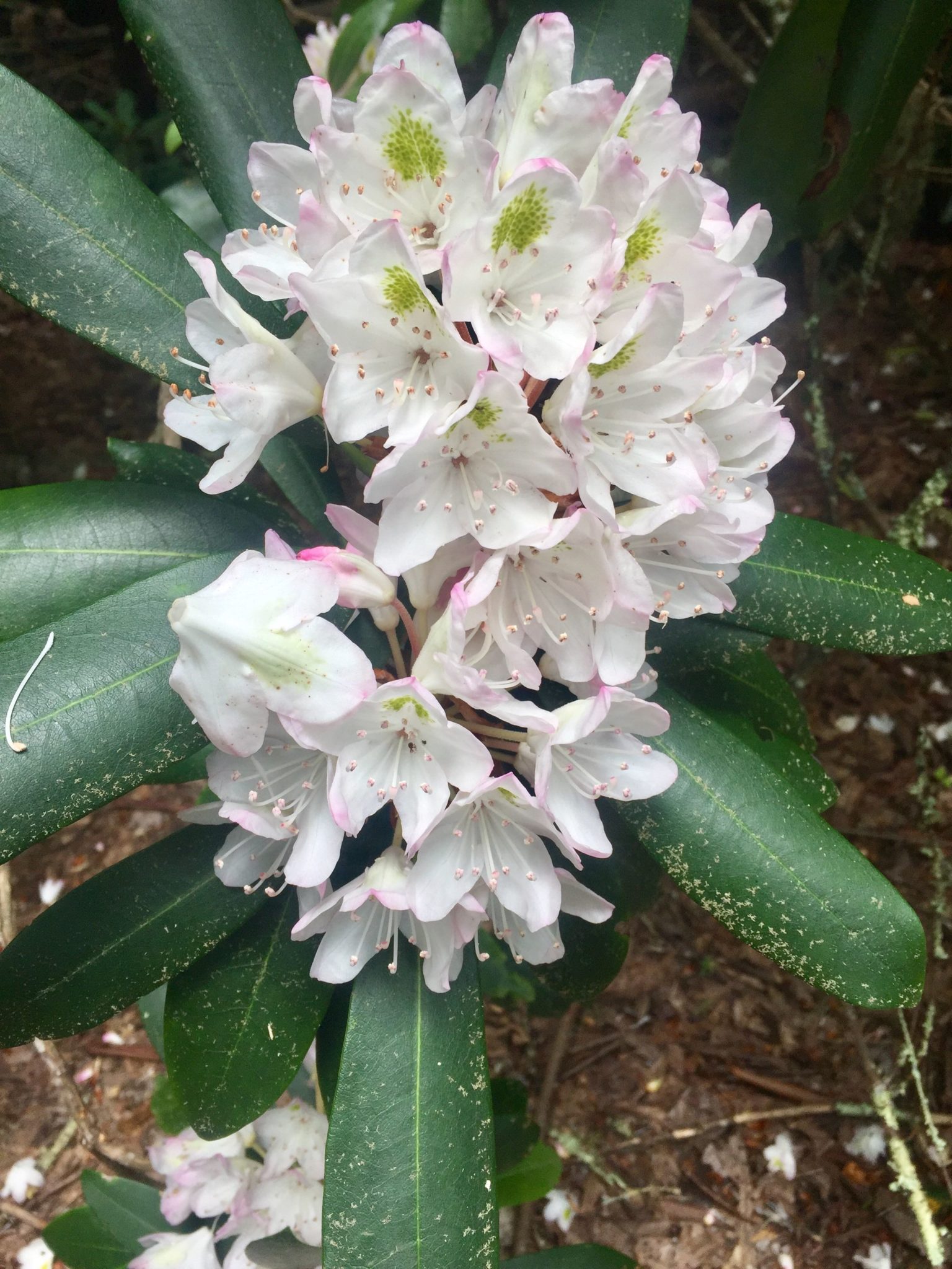 GSMNP Rosebay rhododendron