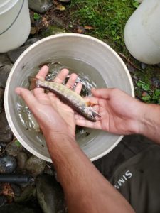brook trout to be measured in GSMNP