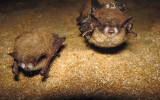 tri-colored bats