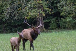 bull elk and calf in GSMNP