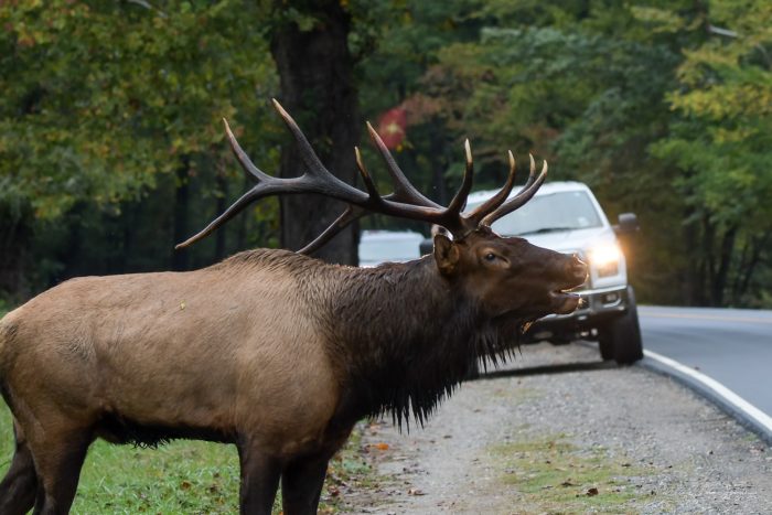 bull elk with car in background