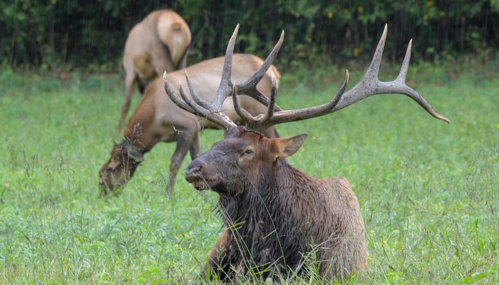 elk in GSMNP - photo by Linda Spangler