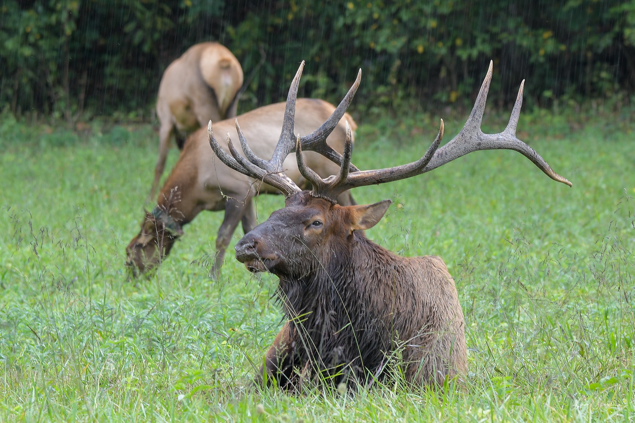 elk in GSMNP - photo by Linda Spangler