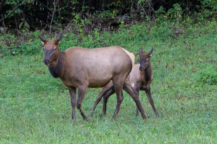 elk cow and calf in GSMNP - photo by Linda Spangler