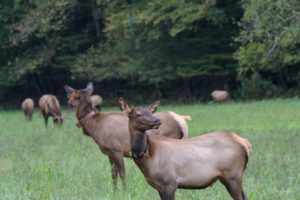 GSMNP elk wearing tracking collars