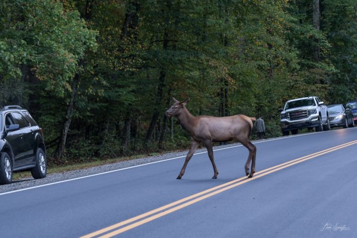 elk crossing road in GSMNP - photo by Linda Spangler