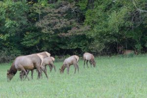 elk grazing in GSMNP - Photo by Linda Spangler